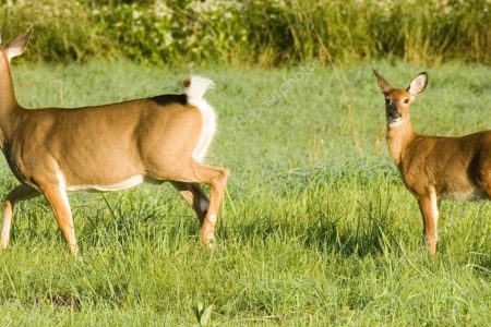 scent control debate podcast