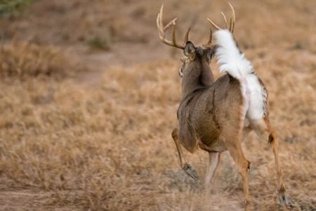 scent control debate