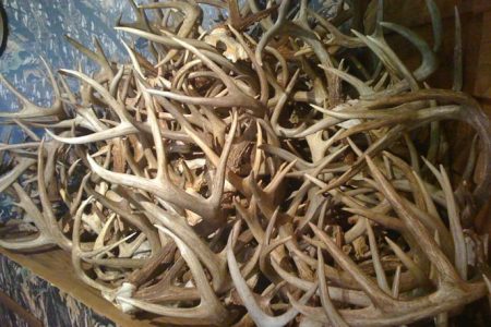 the best weather to hunt whitetail deer