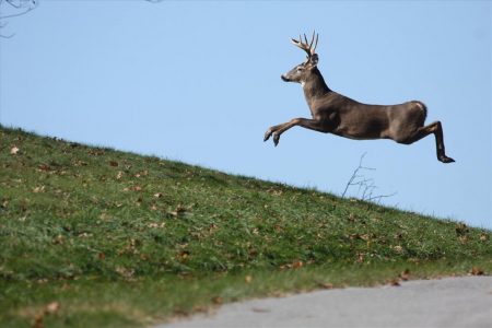 deer hunting podcast