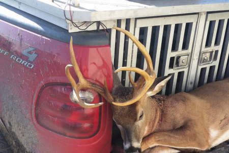 deer hunting wit dogs