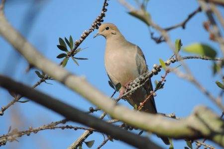 dove hunting tips tactics