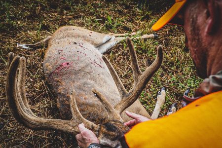 TN velvet buck
